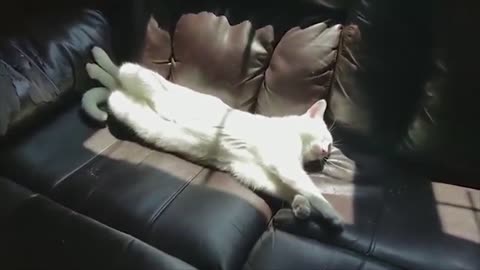 Cute Deaf Cat | Adorable Deaf White Cat | Memes
