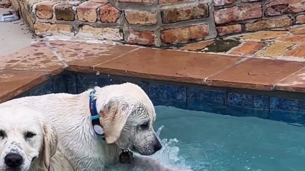 Dog Won't Let Friend Retrieve Ball