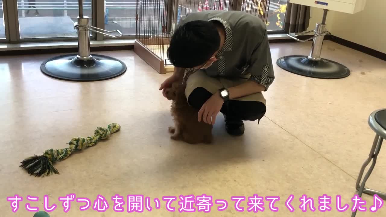 「3ヶ月のトイプー」新しいお友達✨
