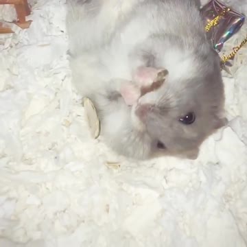 Greedy hamster unfazed by fall, continues eating