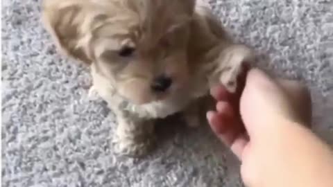 cute puppy