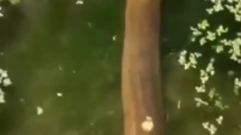 This is a beautiful and charming water-dwelling species