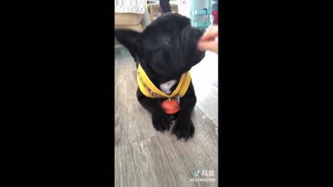 Cute TikTok Puppies Funny Compilation