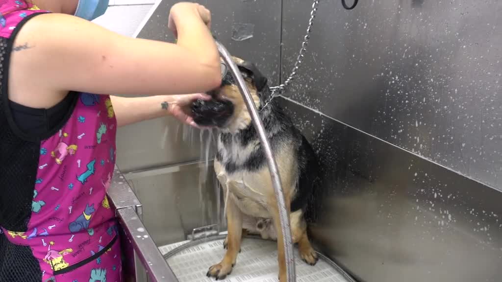 TIK TOKS THAT MAKE YOU GO AAWWW ~ Funny Dogs of TikTok Compilation ~ Cutest Puppies