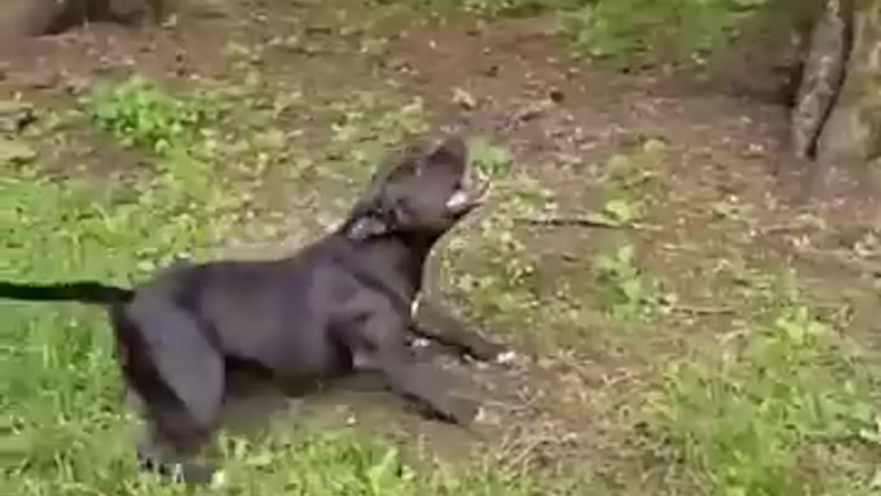 If you laugh, you restart #animals #funnyanimals