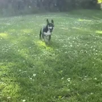 Me seeing the sun after a few days of clouds and rain