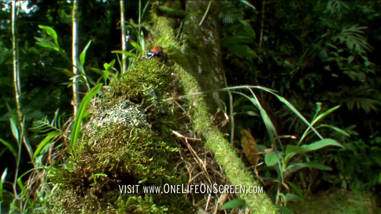 Frog mother carries tadpole up a tree | One Life | BBC