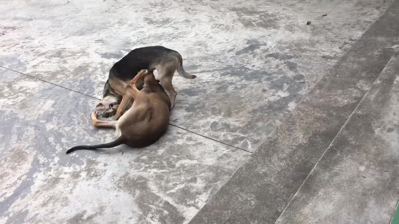 two hyperactive dogs make people think they fight