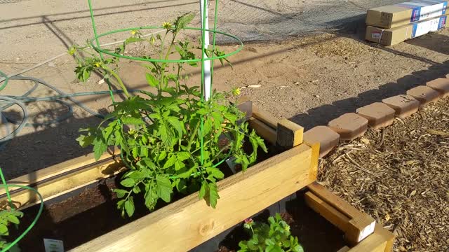 Garden Box Garden getting ready To Plant!!