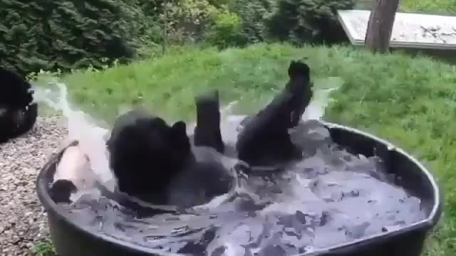 The bear gets maximum pleasure - Wisdom bear