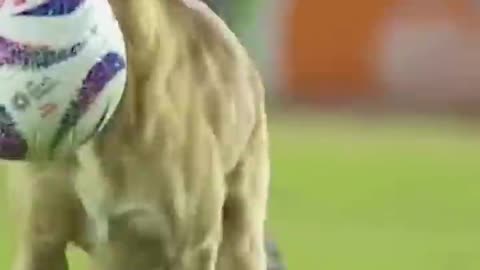 Dog Sneaks into the Pitch and Steals Ball