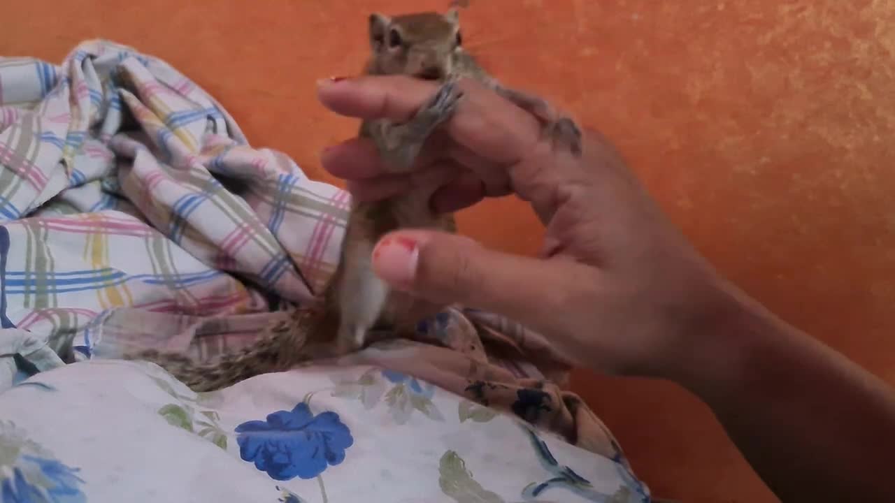 What happens when we find a warrior squirrel?