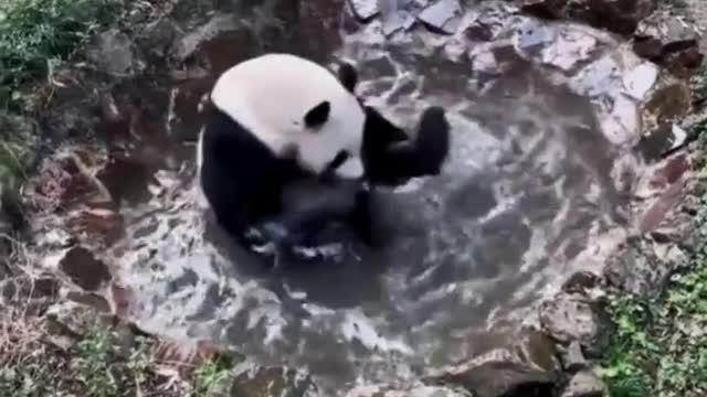 Cute panda taking a bath