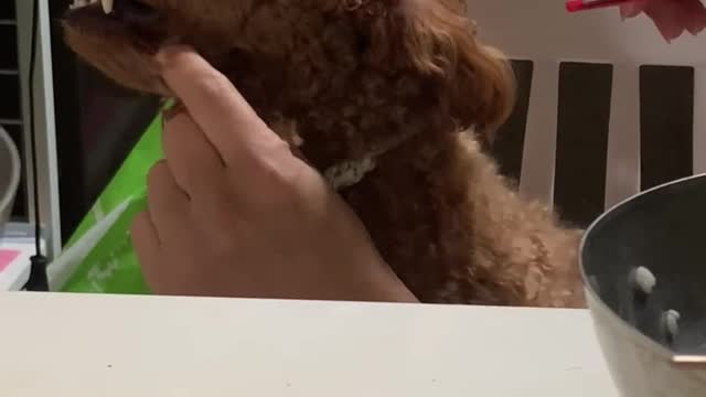 Toy Poodle I don't want to groom