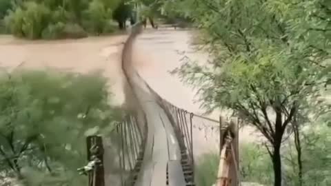 This is a beautiful and charming water-dwelling species