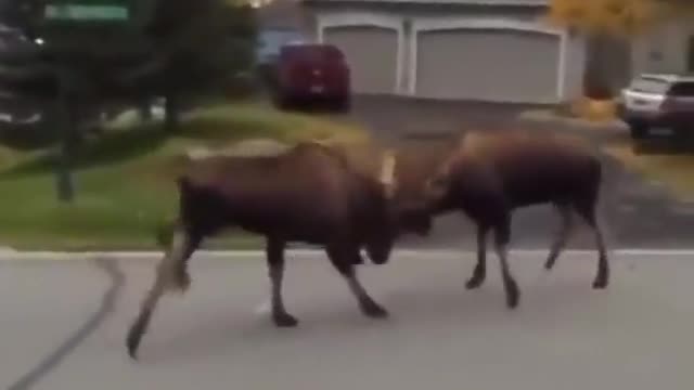 Two deer are fighting for supremacy on the city streets among cars