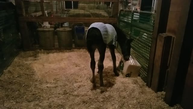 Orphaned foal 6 days old playing with bag