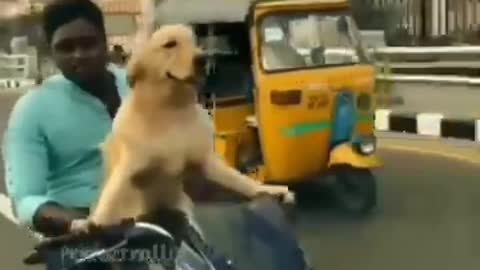 Dogs in foreign country vs dogs in India |funny video