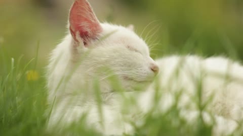 White cat