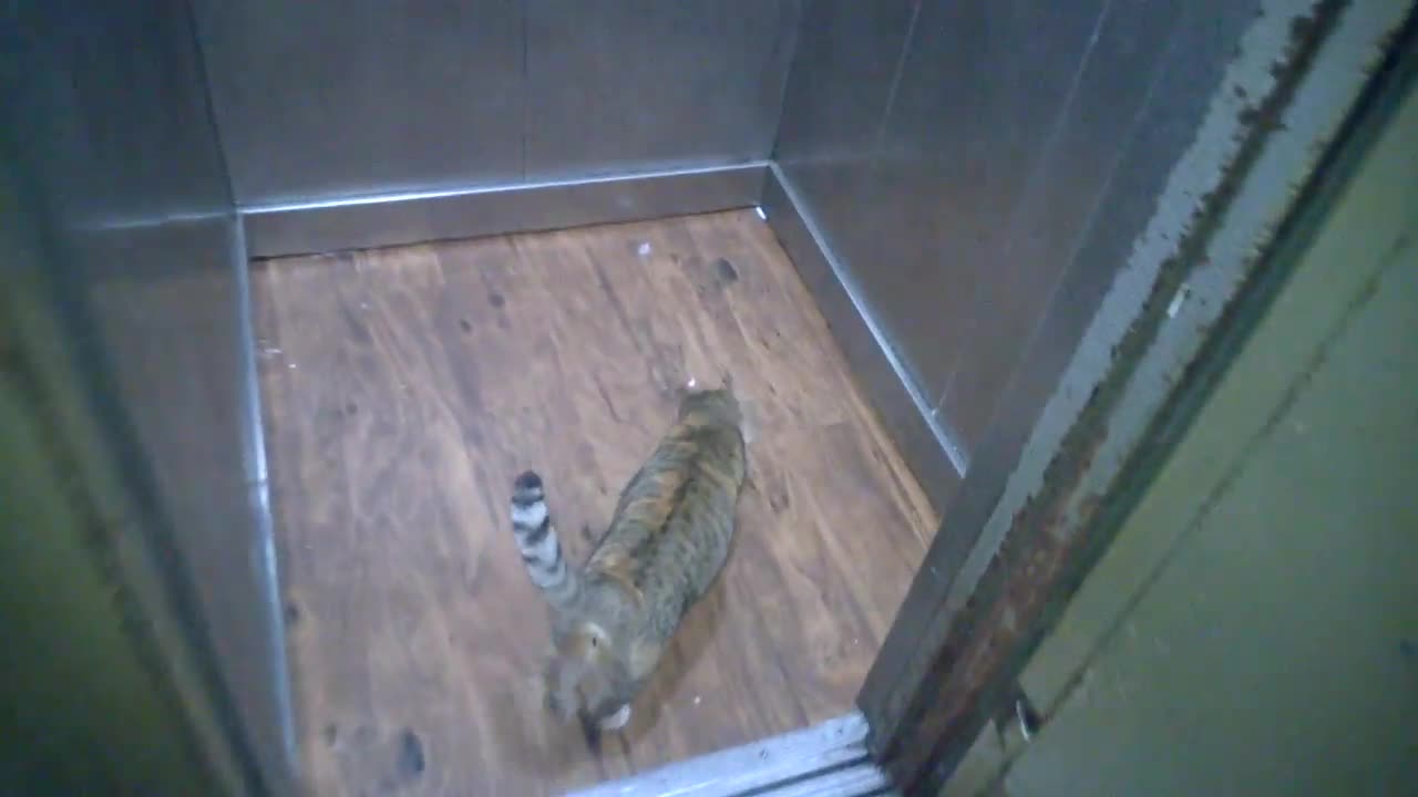 Smart cat uses elevator