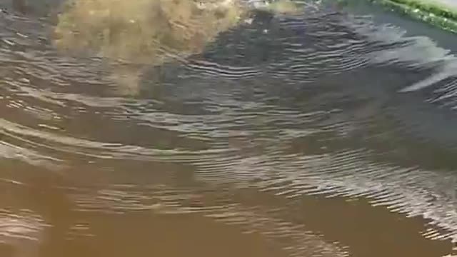 Endangered sea turtle calmly swims with scuba diver