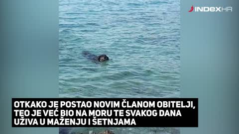 Sjećate li se psa Tea iz horor dvorišta?