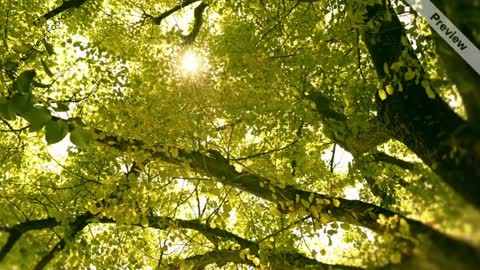 Hd video dolly emotional sun watching through trees and leaves