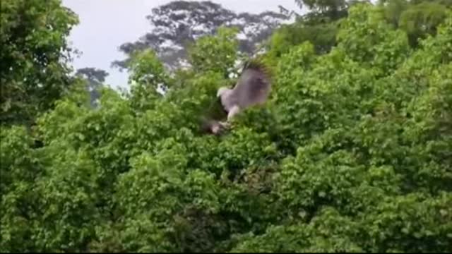 sloth vs Eagle. Animal Fight