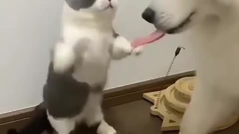Cat and Dog !!!