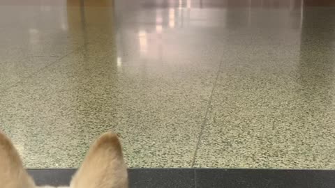 Super Excited Doggo Dives in for Airport Reunion