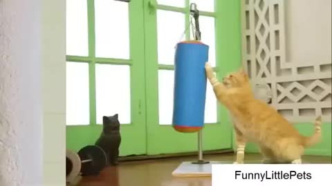 Funny Video Cat Fails - Cat exercise video - Hilarious