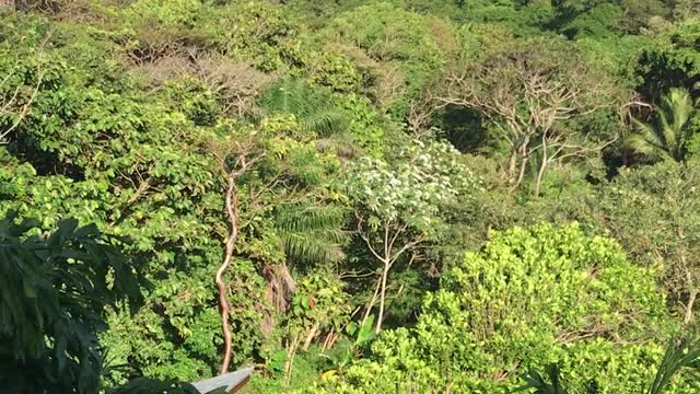 Sounds of the Rainforest, Roatan, Honduras