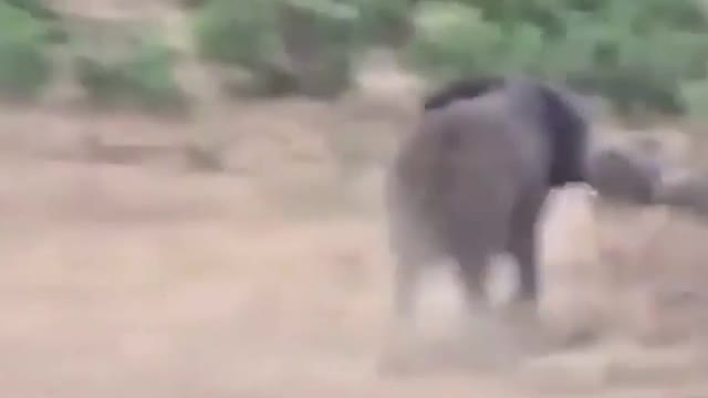 🔥 Elephant showing rhino the area belongs to him.