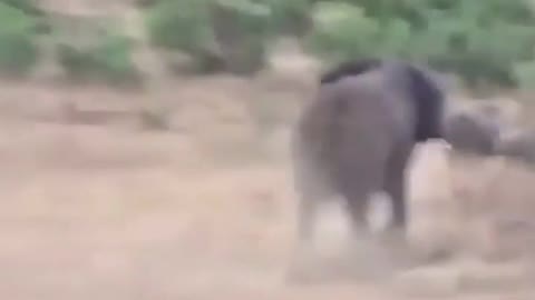 🔥 Elephant showing rhino the area belongs to him.