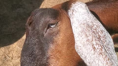 Molly takes her treats seriously!