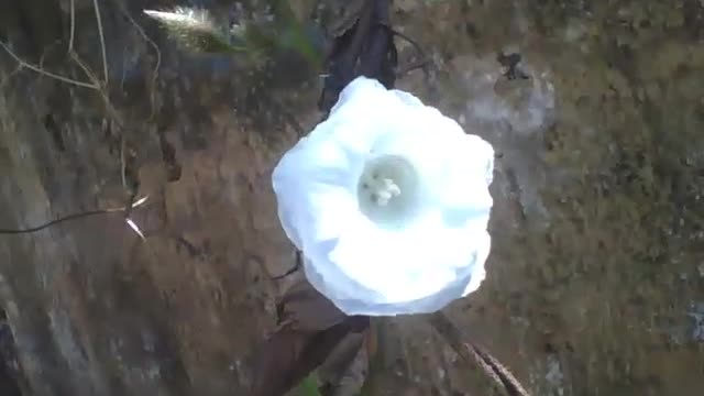 Pequena flor branca na rua recebe a luz do sol, e a mesma brilha um pouco [Nature & Animals]