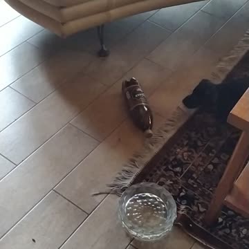 Puppy playing with bottle