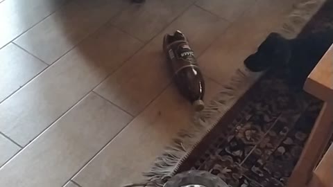 Puppy playing with bottle