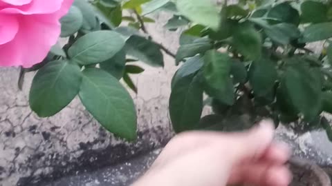 How To Grow Rose in Pots | Pink Rose health | Grafted Pink Rose 🌹❤️💐🏵️🌹