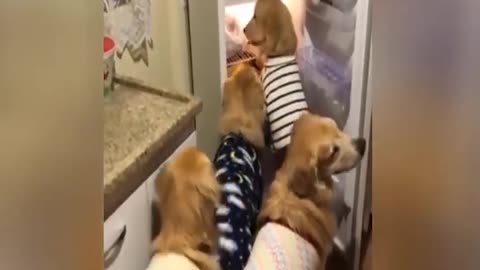 golden retriever gang steals food