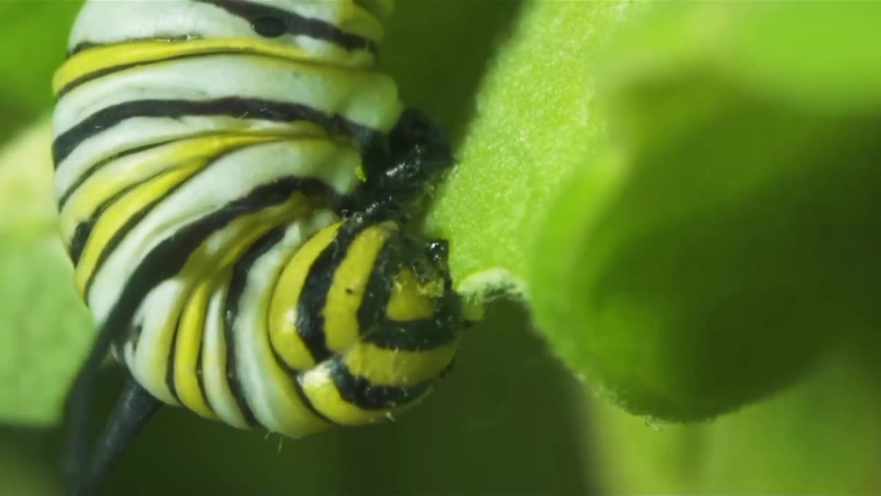 Monarch butterfly life cycle