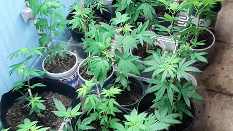 plantsarelife growing