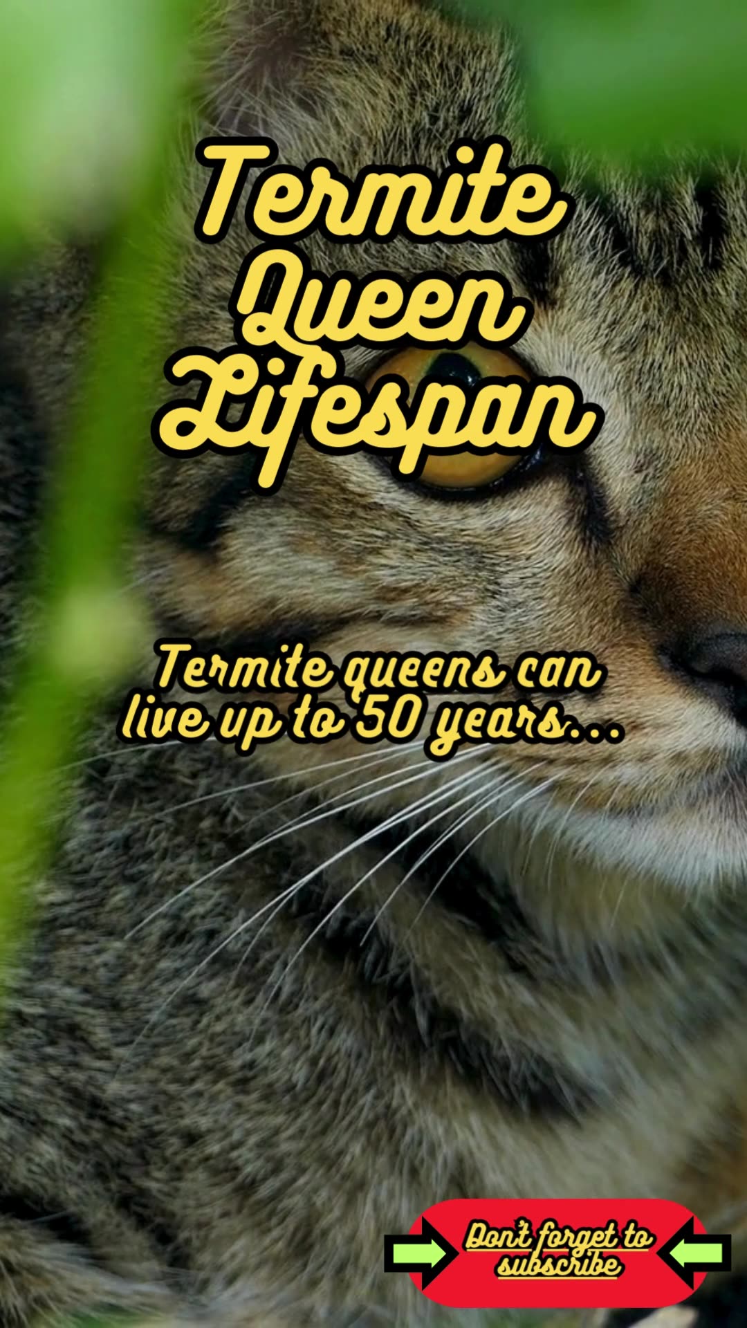 Animal Facts Termite Queen Lifespan shorts