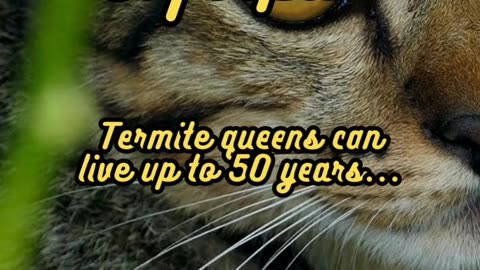 Animal Facts Termite Queen Lifespan #shorts