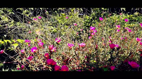 MORNING GOLD BUTTERFLYS AND BUTTERFLY.