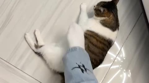 play with cats
