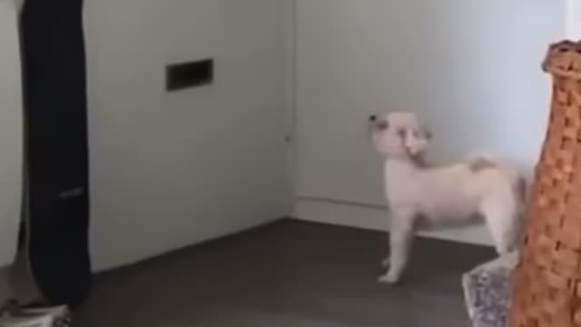 My dog doesn’t like the mail