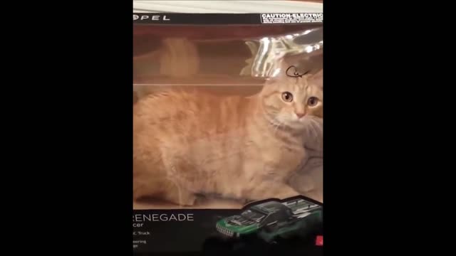 very funny cats #animated cats