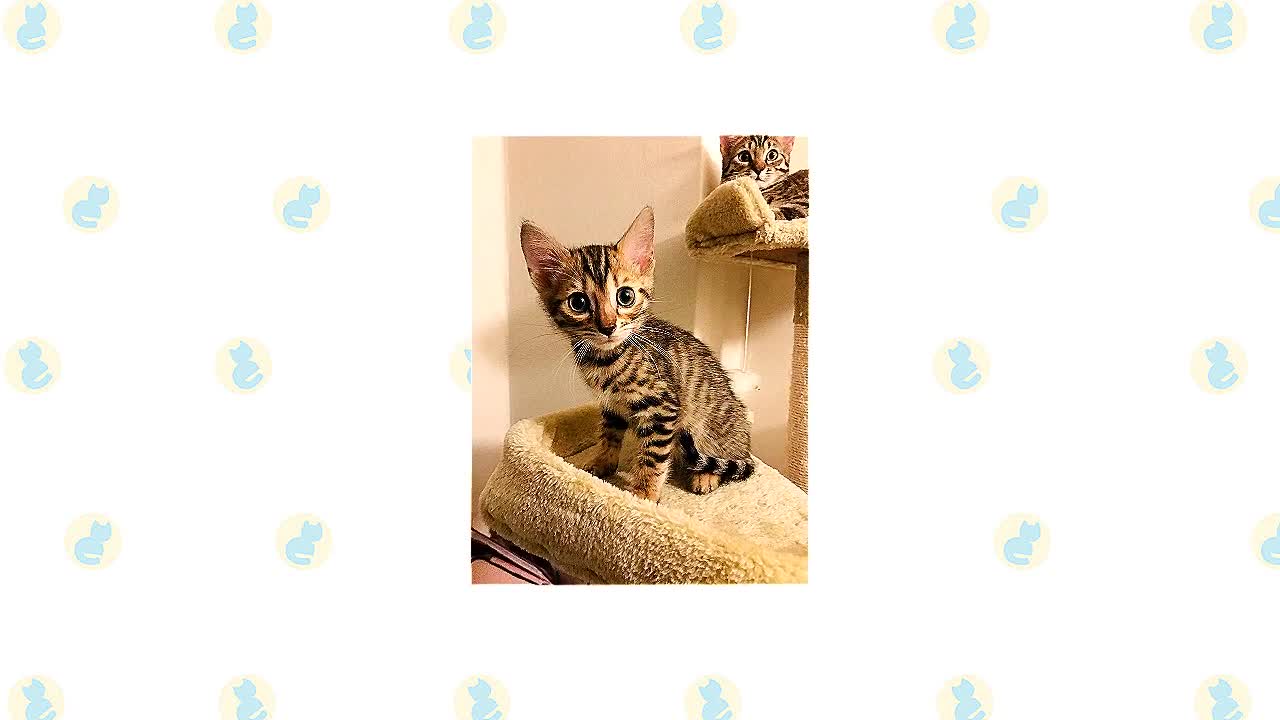 Toyger Cat vs Bengal Cat!