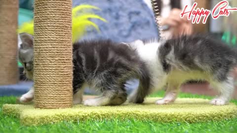 Two kittens having fun and learning how to climb tall trees | Happy Cats